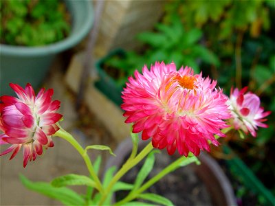 Image title: Pink paper daisies
Image from Public domain images website, http://www.public-domain-image.com/full-image/flora-plants-public-domain-images-pictures/flowers-public-domain-images-pictures/