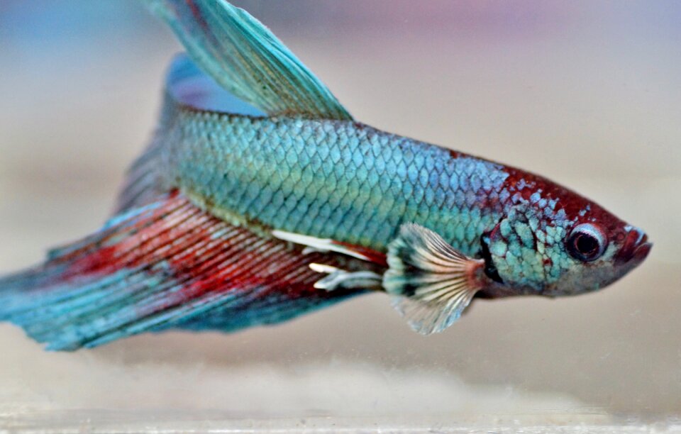 Fishy tropical exotic