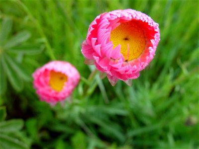 Image title: Pink paper daisies flowers Image from Public domain images website, http://www.public-domain-image.com/full-image/flora-plants-public-domain-images-pictures/flowers-public-domain-images-p photo