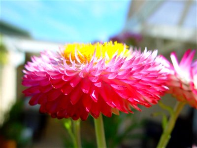Image title: Pink paper daisy Image from Public domain images website, http://www.public-domain-image.com/full-image/flora-plants-public-domain-images-pictures/flowers-public-domain-images-pictures/da photo