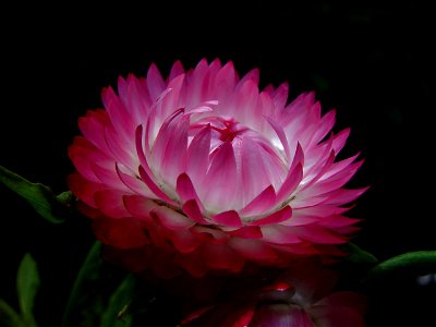 Image title: Pink paper daisy against dark background
Image from Public domain images website, http://www.public-domain-image.com/full-image/flora-plants-public-domain-images-pictures/flowers-public-d
