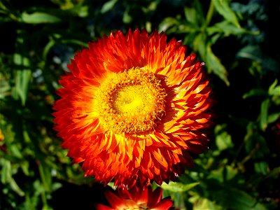 I am the originator of this photo. I hold the copyright. I release it to the public domain. This photo depicts a cultivar of Xerochrysum bracteatum. photo