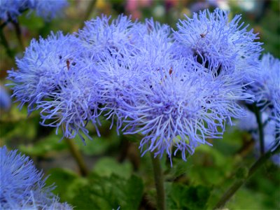 Ageratum houstonianum/mexicaantje photo