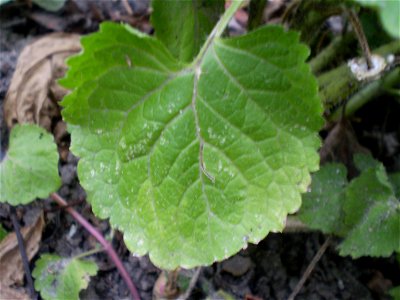 Ageratum houstonianum/mexicaantje
