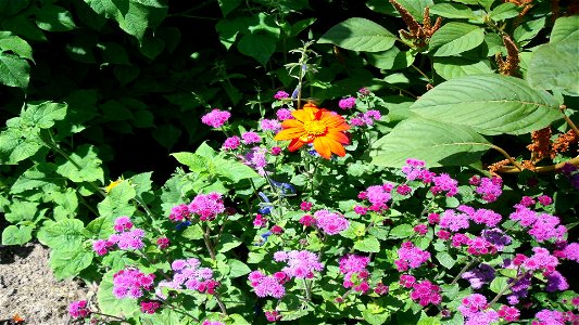 Fleur43