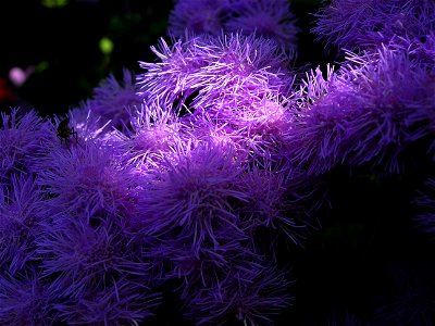 Purple flowers (Ageratum houstonianum) photo
