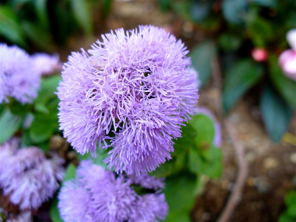 I am the originator of this photo. I hold the copyright. I release it to the public domain. This photo depicts flowers.