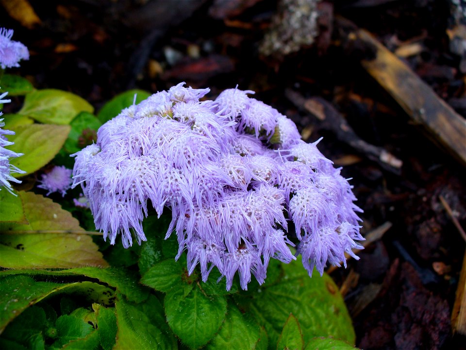 I am the originator of this photo. I hold the copyright. I release it to the public domain. This photo depicts flowers.