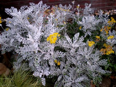 Jacobaea maritima/Senecio bicolor Silverdust/zilverblad photo