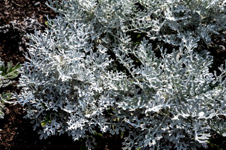 Jacobaea maritima, Silverdust, Jardin botanique Roger-Van den Hende, is a 6-hectare botanical garden managed by Laval University in Quebec, Canada.
