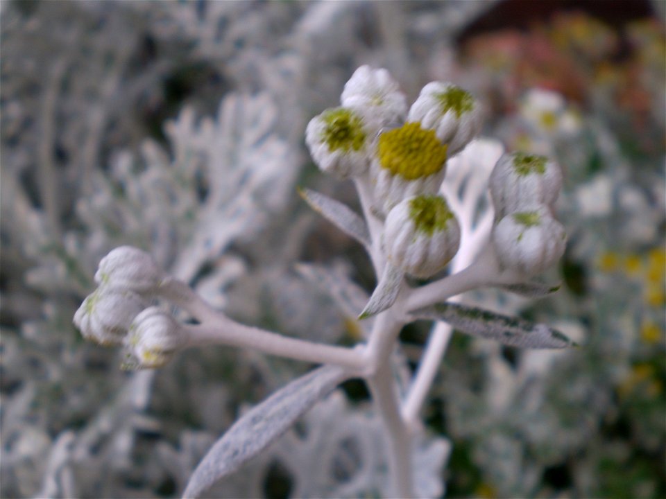 Jacobaea maritima/Senecio bicolor — Silverdust/zilverblad