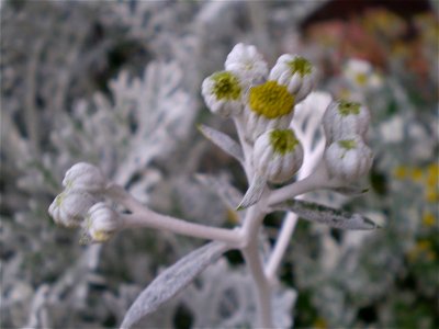 Jacobaea maritima/Senecio bicolor — Silverdust/zilverblad photo