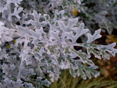 Jacobaea maritima/Senecio bicolor Silverdust/zilverblad photo