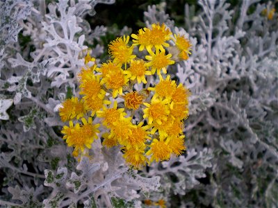 Jacobaea maritima/Senecio bicolor Silverdust/zilverblad