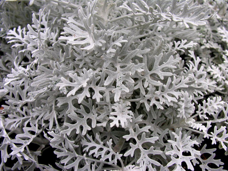 Pilkšvalapė žilė (Senecio bicolor ssp. cineraria). Fam. Astriniai (Asteraceae)
Foto: Algirdas, 2005 m. lapkričio 9 d., Lietuva