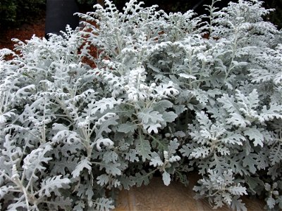 Senecio cineraria. photo