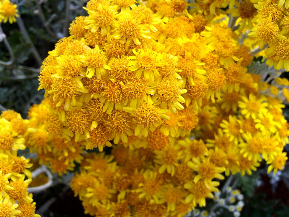 Senecio cineraria Closeup Parque Pozo Norte, Puertollano, Spain