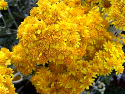 Senecio cineraria Closeup Parque Pozo Norte, Puertollano, Spain photo