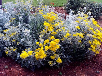 Senecio cineraria Parque Pozo Norte, Puertollano, Spain photo