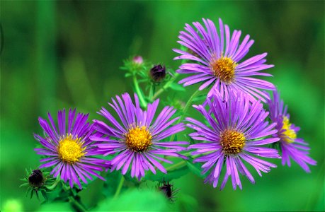 Image title: New England aster
Image from Public domain images website, http://www.public-domain-image.com/full-image/flora-plants-public-domain-images-pictures/flowers-public-domain-images-pictures/n