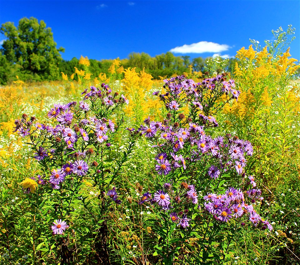 Symphyotrichum novae-angliae and goldenrod in a meadow at State Game Land 252, Lycoming County–Union County line.

I've licensed this photo as Creative Commons Zero (CC0) for release into the public d