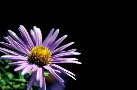 Image title: Purple New England flower with yellow center aster novae angliae
Image from Public domain images website, http://www.public-domain-image.com/full-image/flora-plants-public-domain-images-p