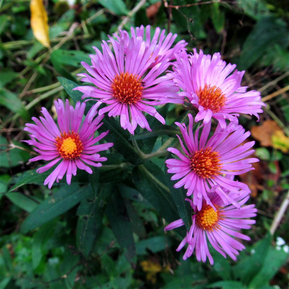 Pink form of New England Aster (Symphyotrichum novae-angliae) blooming near Pittsburgh