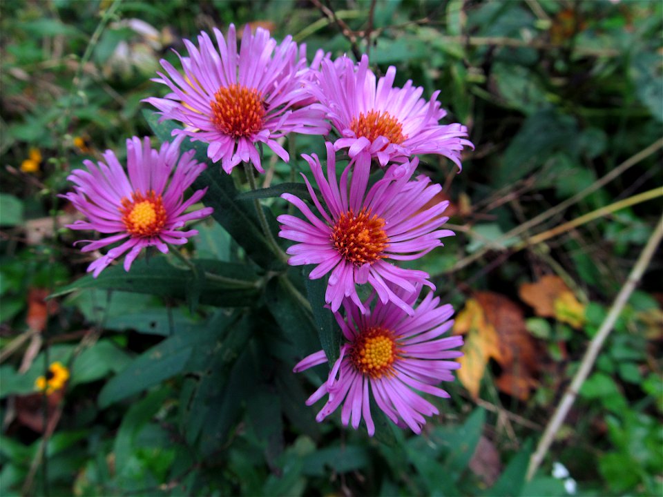 Pink form of New England Aster (Symphyotrichum novae-angliae) blooming near Pittsburgh