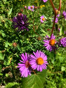 Symphyotrichum novae-angliae