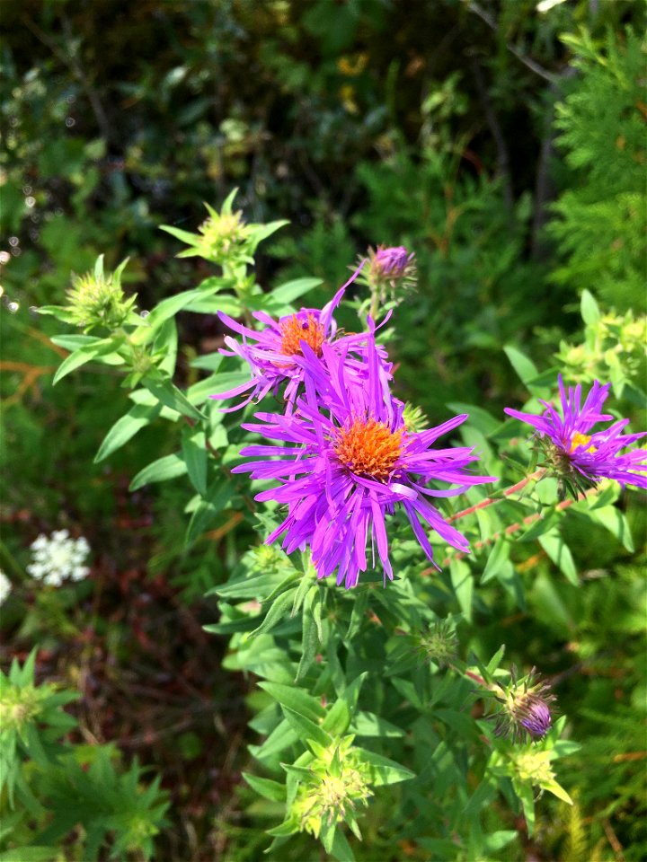 Symphyotrichum novae-angliae