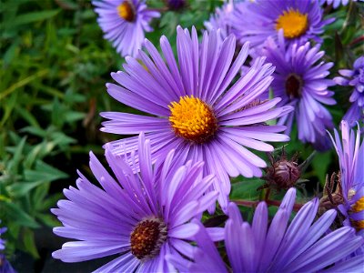 Symphyotrichum novae-angliae