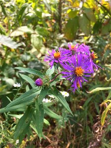 Symphyotrichum novae-angliae