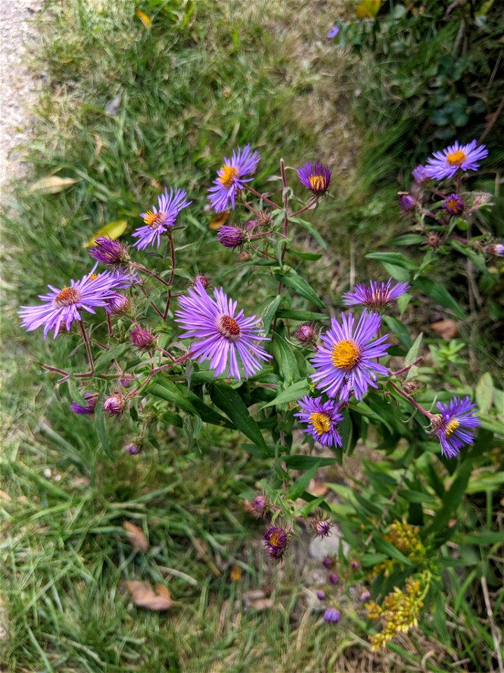 Symphyotrichum novae-angliae