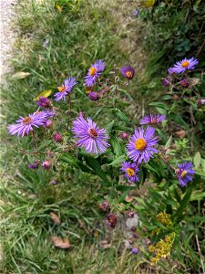 Symphyotrichum novae-angliae
