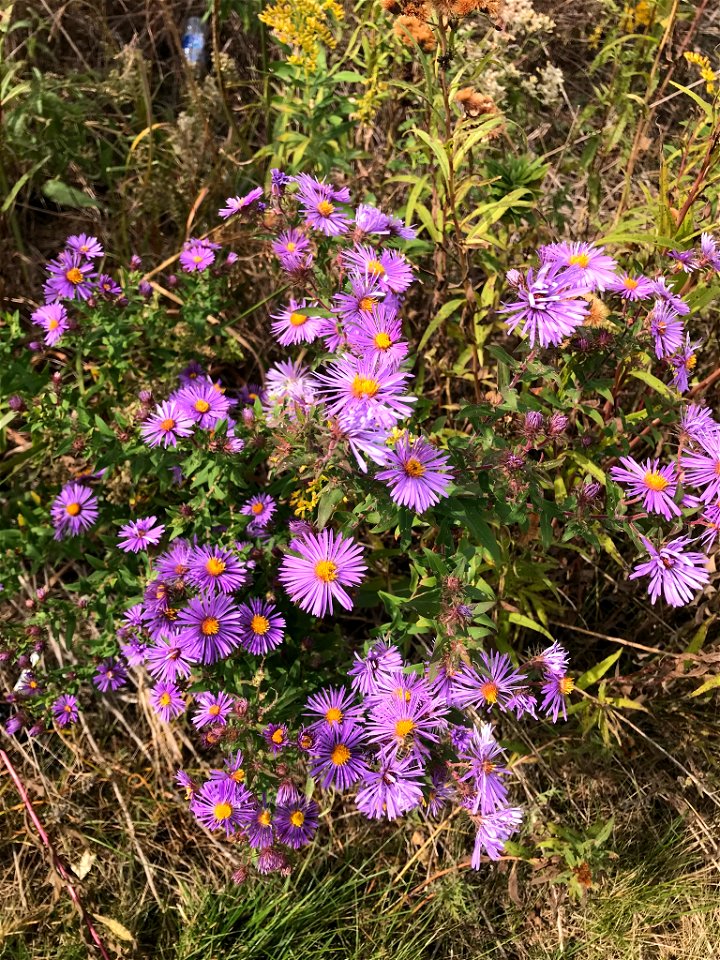 Symphyotrichum novae-angliae
