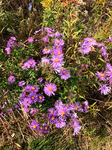 Symphyotrichum novae-angliae