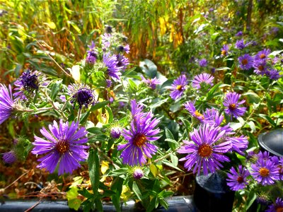 Symphyotrichum novae-angliae