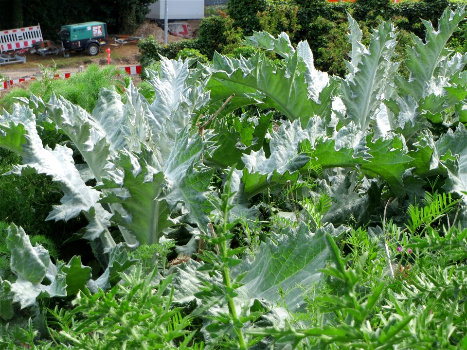Eselsdistel (Onopordum acanthium) in Hockenheim