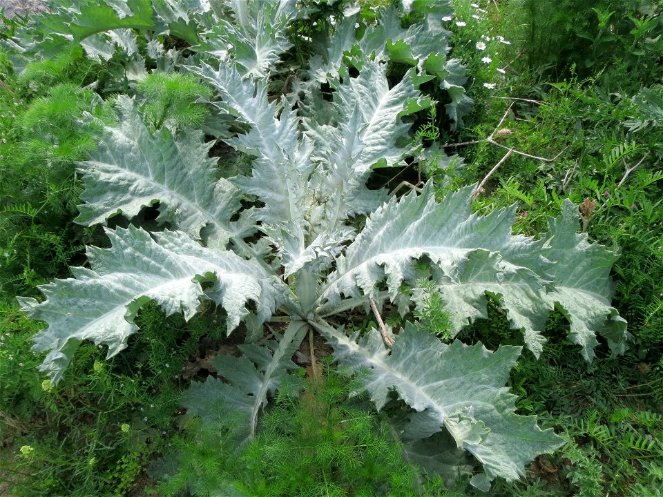 Eselsdistel (Onopordum acanthium) in Hockenheim