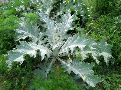Eselsdistel (Onopordum acanthium) in Hockenheim