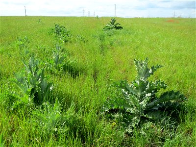 Eselsdistel (Onopordum acanthium) im Landschaftsschutzgebiet Hockenheimer Rheinbogen