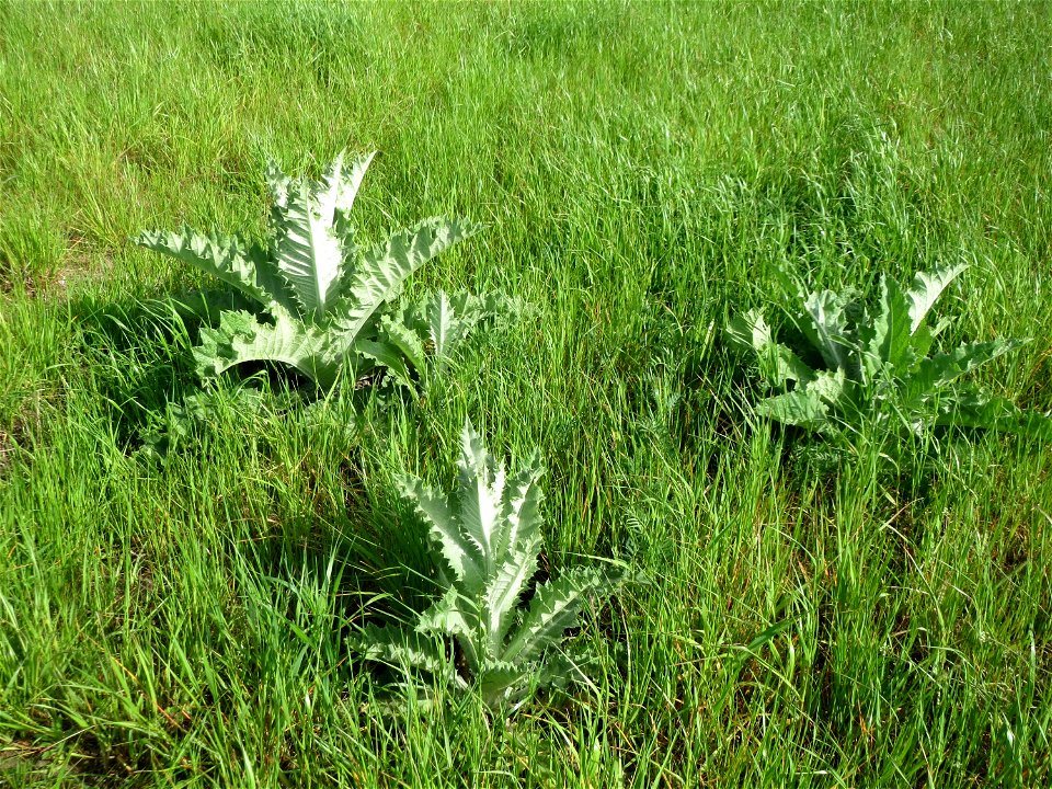Eselsdistel (Onopordum acanthium) im Landschaftsschutzgebiet Hockenheimer Rheinbogen