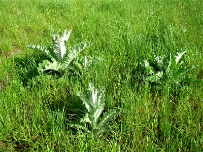Eselsdistel (Onopordum acanthium) im Landschaftsschutzgebiet Hockenheimer Rheinbogen