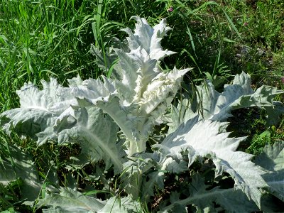 Eselsdistel (Onopordum acanthium) im Landschaftsschutzgebiet Hockenheimer Rheinbogen