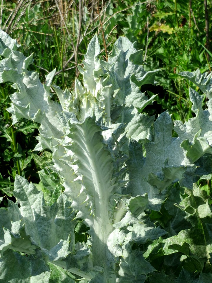 Eselsdistel (Onopordum acanthium) in Hockenheim