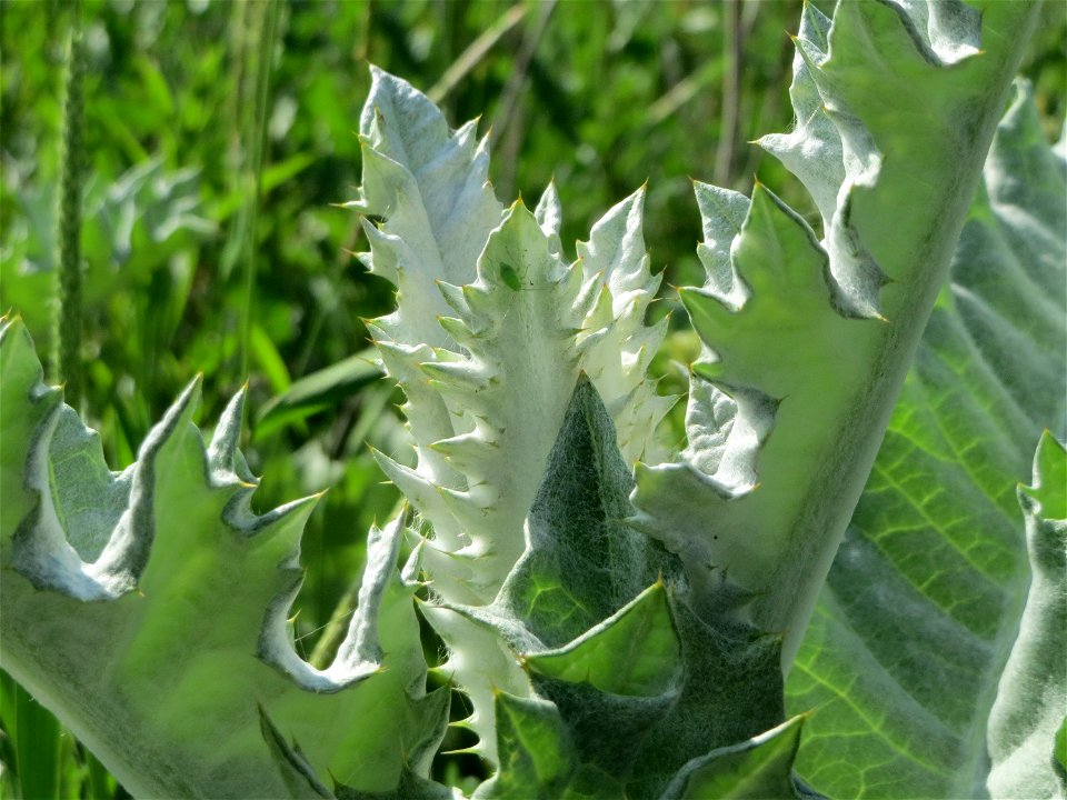 Eselsdistel (Onopordum acanthium) in Hockenheim
