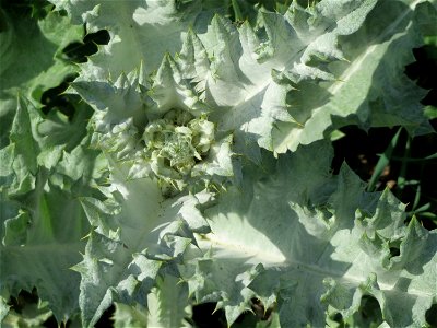 Eselsdistel (Onopordum acanthium) in Hockenheim