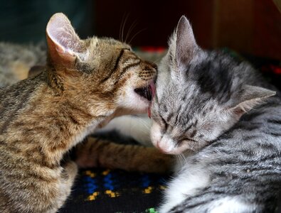 Play feline animals