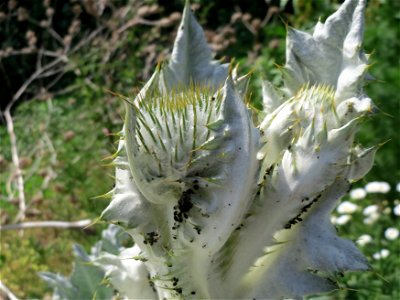 Eselsdistel (Onopordum acanthium) auf einem Sandhügel einer Baustelle in Hockenheim