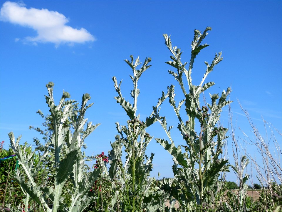 Eselsdistel (Onopordum acanthium) in Hockenheim